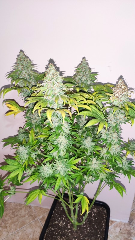 Blue Ice OG_2.jpg