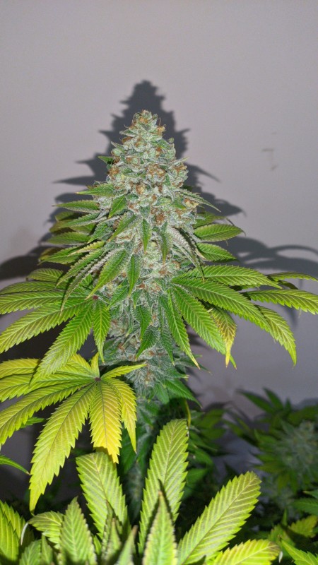 Blue Ice OG_3.jpg