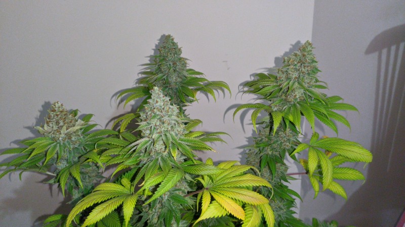 Blue Ice OG_4.jpg