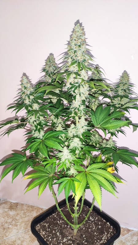Blue Ice OG2.jpg