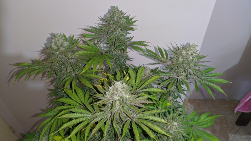 Strawberry Banana Grape_3.jpg