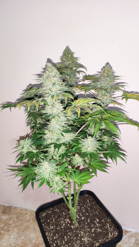 Strawberry Banana Grape2_2.jpg