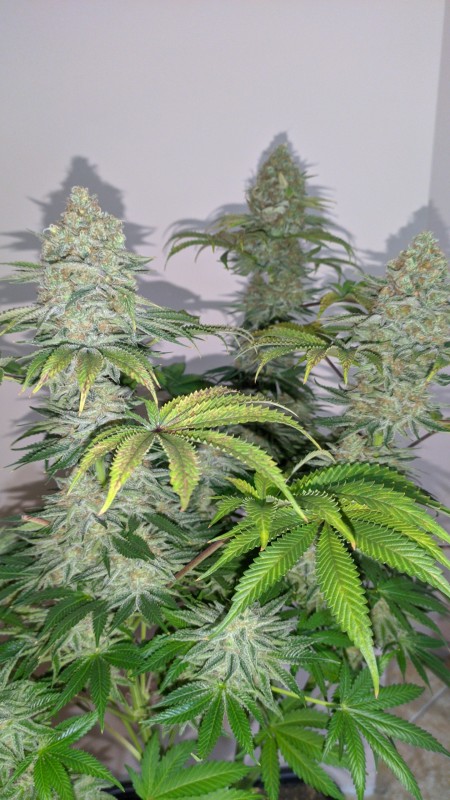 Strawberry Banana Grape2_3.jpg