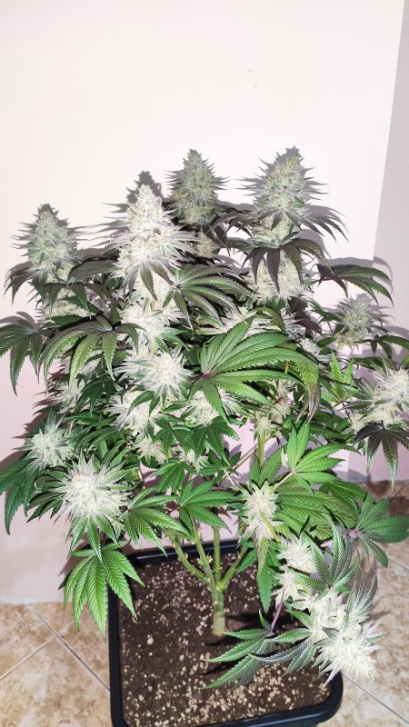 The White OG2.jpg