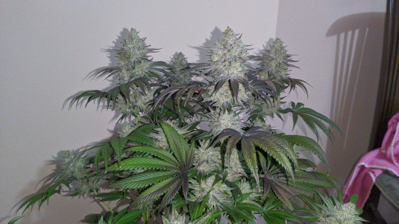 The White OG2_2.jpg