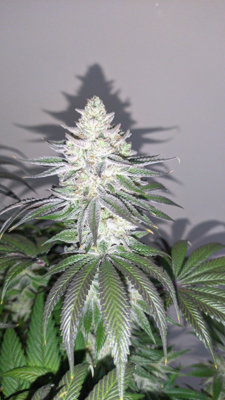 The White OG2_3.jpg