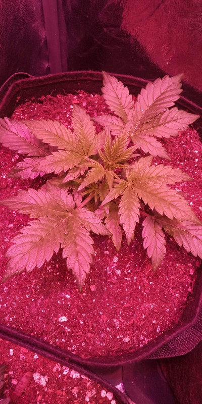 Northern light auto