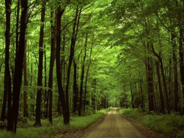 Forest.png