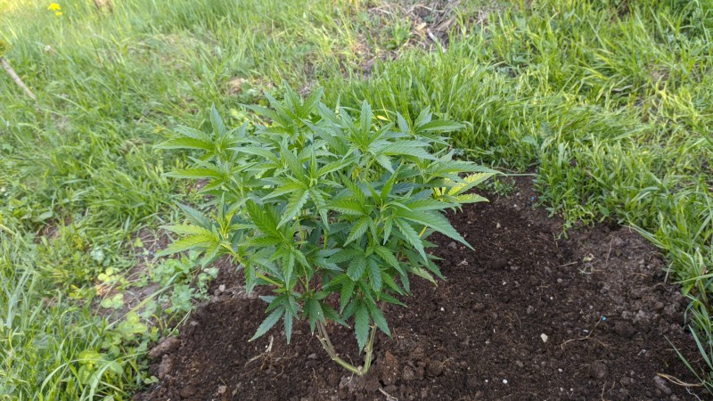 Critical Purple Kush2.jpg