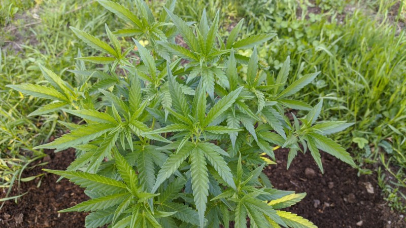 Critical Purple Kush3.jpg