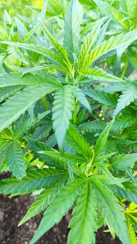 Critical Purple Kush4.jpg