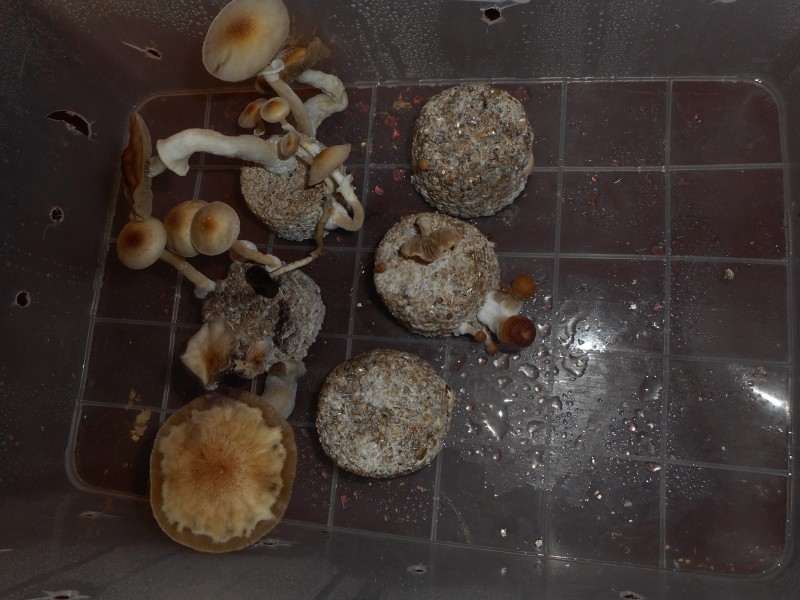 Торти с Psilocybe cubensis в кутия