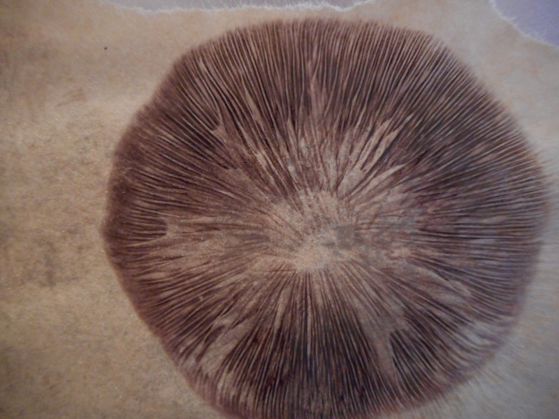 Гъбен принт на спори на Psilocybe cubensis