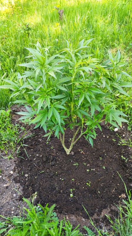 Critical Purple Kush.jpg