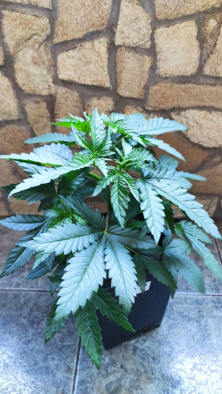 Peyote Zkittlez.jpg