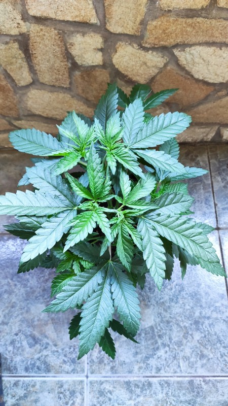 Peyote Zkittlez2.jpg