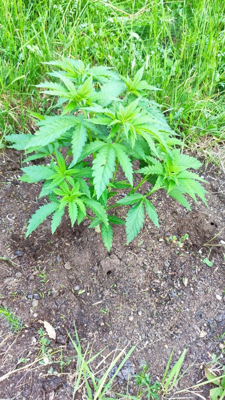 Peyote Zkittlez2.jpg