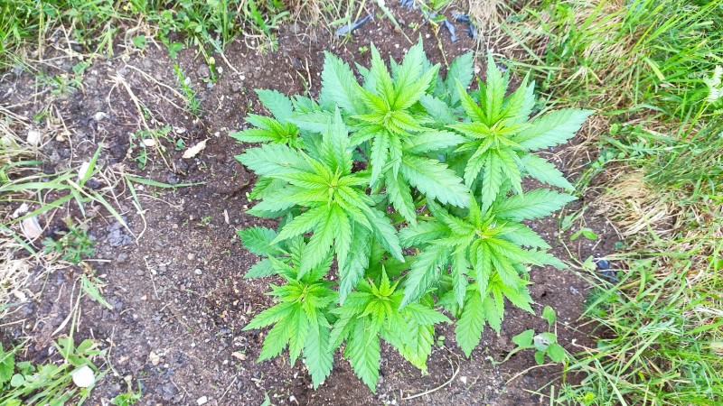 Peyote Zkittlez3.jpg