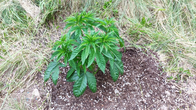 Blue Ice OG.jpg