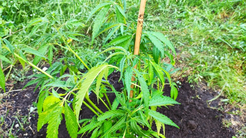 Critical Purple Kush3.jpg