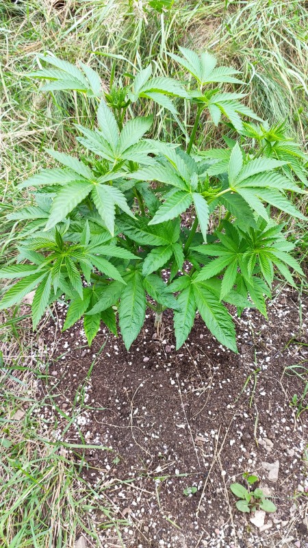 Blue Ice OG.jpg