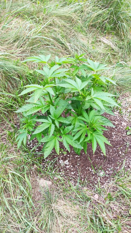 Blue Ice OG2.jpg