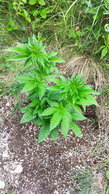 Bubba Kush.jpg