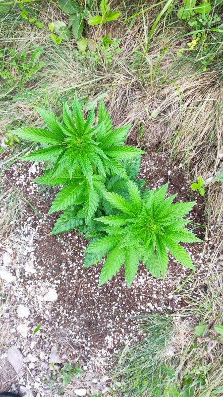 Bubba Kush2.jpg
