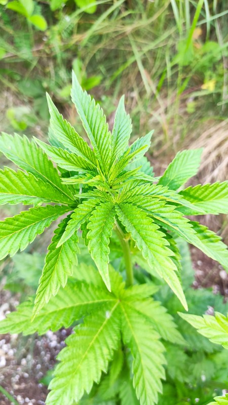 Bubba Kush3.jpg