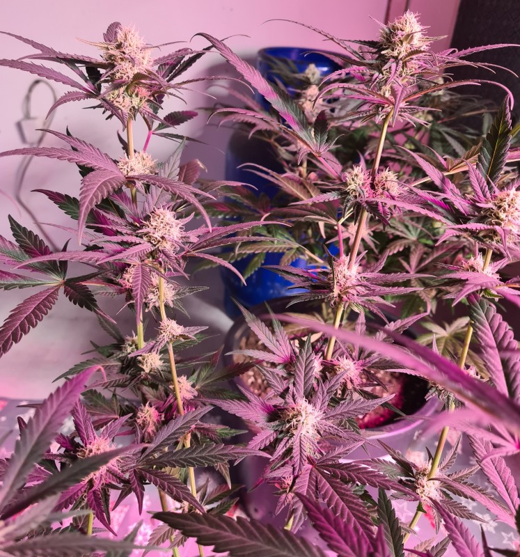 Blue Dream