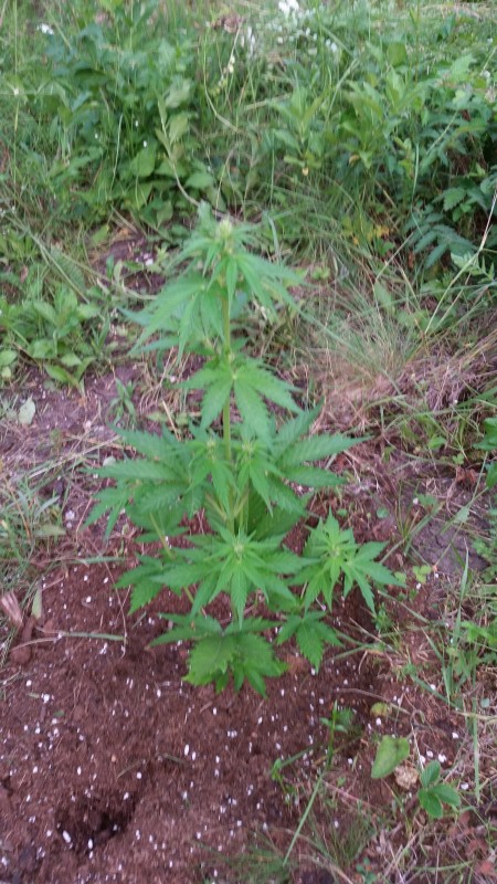 Alaskan Purple Auto.jpg