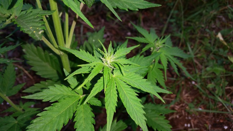 Alaskan Purple Auto2.jpg