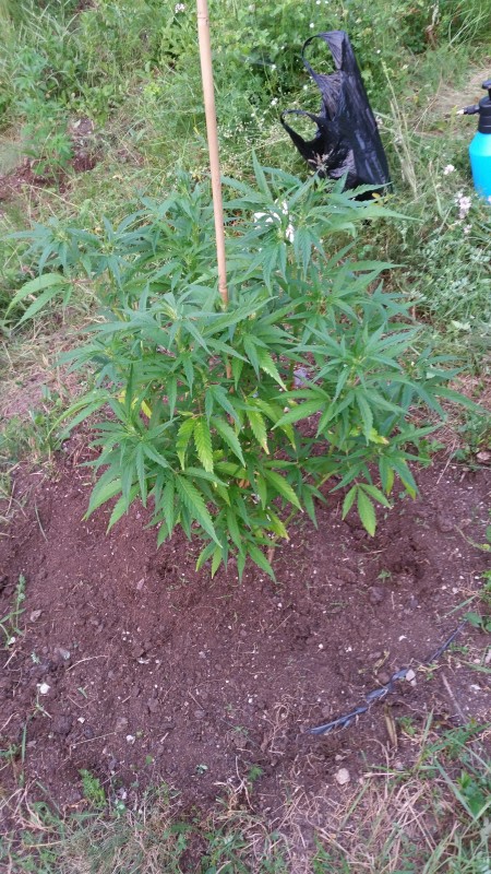 Critical Purple Kush.jpg