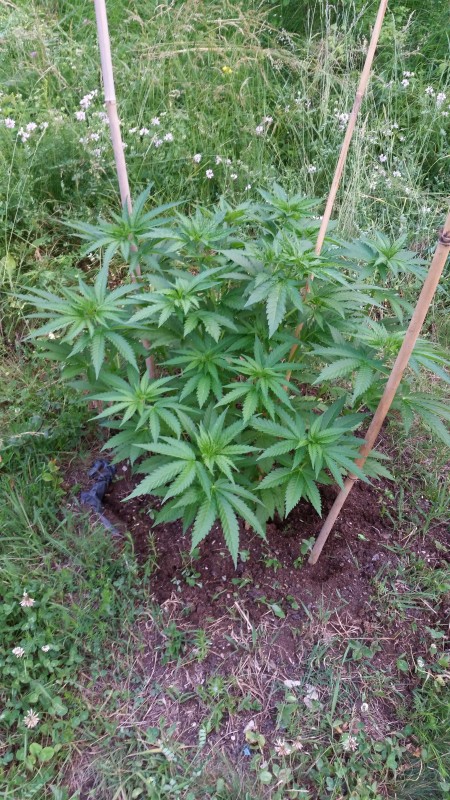 Peyote Zkittlez.jpg