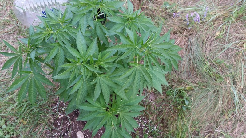 Blue Ice OG2.jpg