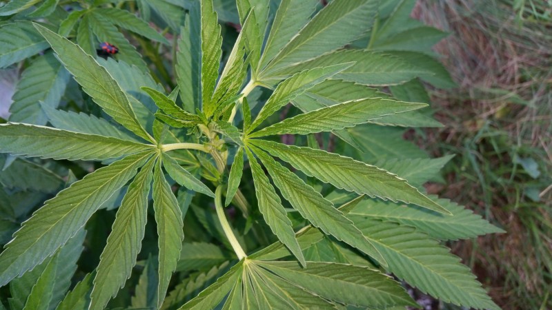 Blue Ice OG3.jpg