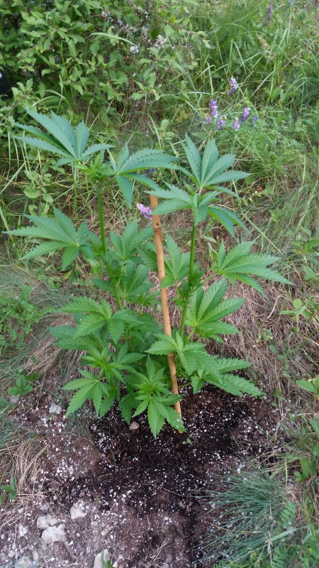 Bubba Kush.jpg