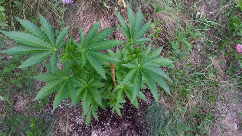 Bubba Kush2.jpg