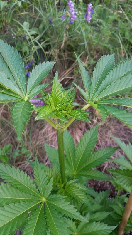 Bubba Kush3.jpg