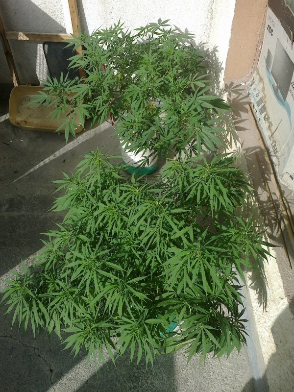 25062021489 - Copy.jpg