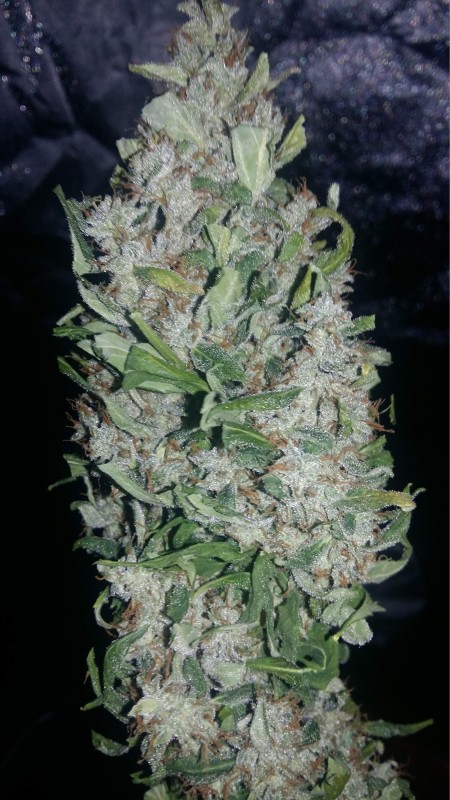 724056_fast-buds-tangie-039-maticfastbudstangiematic-min.jpg