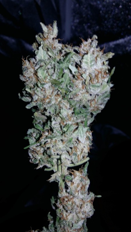 724061_fast-buds-tangie-039-maticfastbudstangiematic-min.jpg