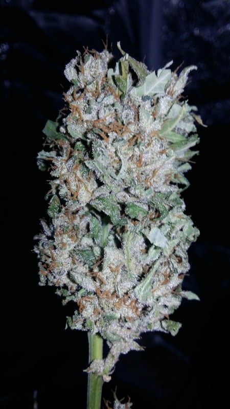 724062_fast-buds-tangie-039-maticfastbudstangiematic-min.jpg
