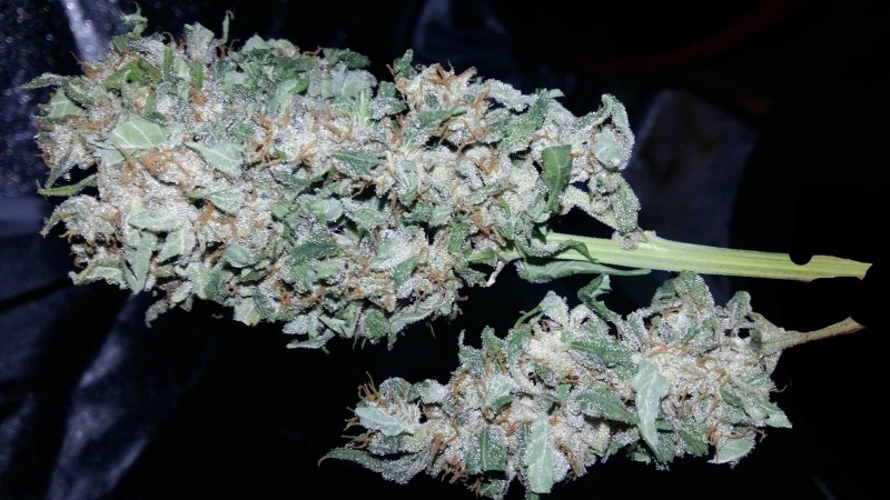 724063_fast-buds-tangie-039-maticfastbudstangiematic-min.jpg