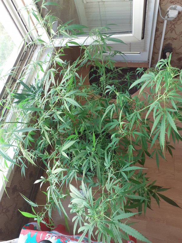 Blue dream