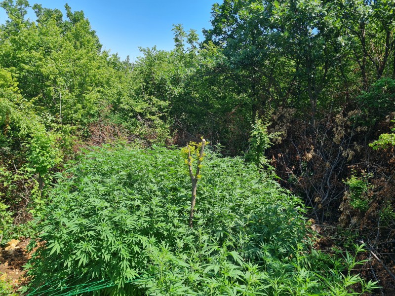 Sea of green