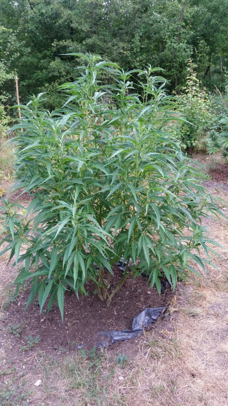 Critical Purple Kush.jpg