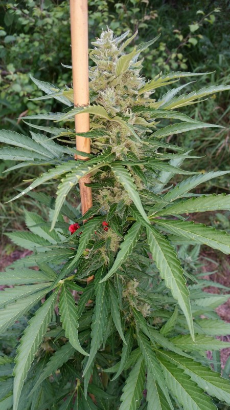 Green Crack Auto02.jpg
