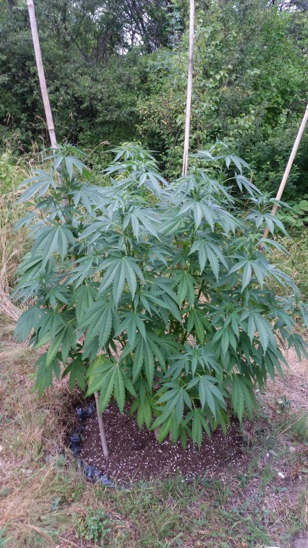Peyote Zkittlez.jpg