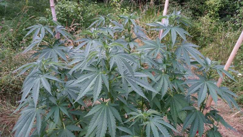 Peyote Zkittlez03.jpg